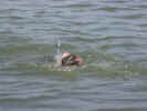 Swim.jpg (44523 bytes)